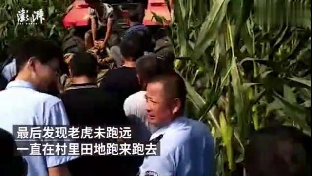 河南&ldquo；马戏团逃脱老虎被抓&rdquo；续：演出未备案，两负责人被刑拘