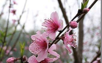 《人面如花》、伏起波澜 犹如面笑暗隐桃花 盛的绝伦荒谬我不解